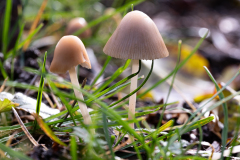 de CUSSY Bruno CUSSY Bruno - champignon2 couleur nature