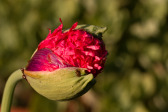 de CUSSY Bruno coquelicot en bouton couleur macro