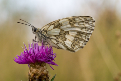 de CUSSY Bruno papillon sur chardon couleur macro