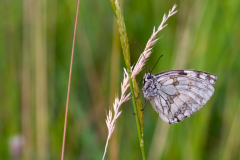 de CUSSY Bruno papillon sur tige couleur macro