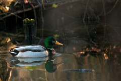 Camilo-Amozoqueno_Canard