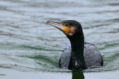 Cormoran