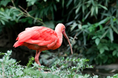 de CUSSY Bruno Ibis rouge couleur nature
