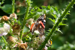 de CUSSY Bruno Papillon couleur nature