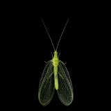 DONNIO_Arielle_Chrysope-verte-aux-yeux-dor