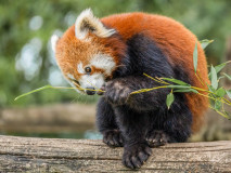 Gaubin Sylvie Panda Roux couleur nature