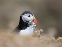 FEVRE Caroline Retour de pêche couleur nature