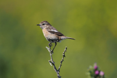 FEVRE Caroline Tarier au chardon couleur nature