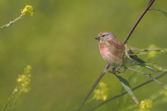 FEVRE Caroline Tête de linotte couleur nature