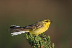 FEVRE Caroline Un air de printemps couleur nature