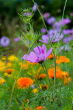 KASTL Günther Fleur couleur nature