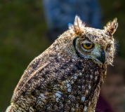 KASTL Günther Hibou couleur nature
