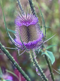 KOSS Mario Belle fleur de Salenelles couleur nature