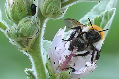 KOSS Mario L'abeille couleur nature