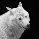 Le Bourhis Josette Loup couleur nature