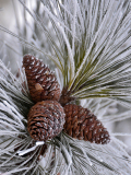 Le_Bourhis_Josette-pommes-de-pin