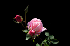 Le Bourhis Josette Rose couleur nature