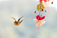 MEICLER_Ghislaine-Repas-du-colibri