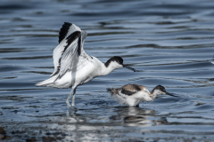 Plantier Stéphanie Avocettes couleur nature