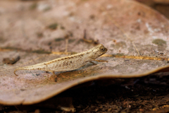 REMOADI Albert Brookesia minima couleur nature