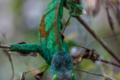 REMOADI Albert Furcifer balteatus couleur nature