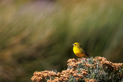 REMOADI Albert Serin de Sainte-Hélène couleur nature