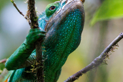 REMOADI Albert Caméléon de Parson couleur nature