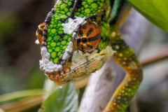 REMOADI Albert Caméléon panthère couleur nature