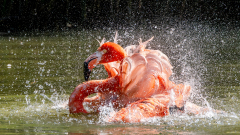 REMOADI Albert Famant-au-bain couleur nature