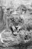 Remoadi_Albert_Lionne-sur-ses-gardes