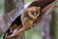 Remoadi_Albert_Microcebe-de-Nosy-Be