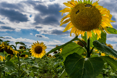 KASTL Günther Tournesols couleur nature