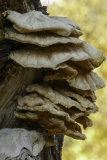 VALLET Huguette Champignons couleur macro