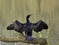 VALLET Huguette Cormoran Séchage couleur nature