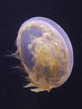 VALLET Huguette Meduse couleur nature