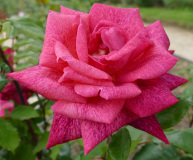 VALLET Huguette Rose couleur nature