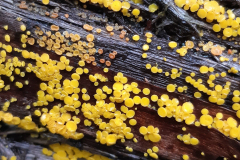 VARNEY Etienne Bisporella citrina couleur macro