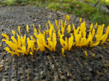 VARNEY-Etienne_Calocera-cornea