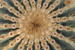 VARNEY Etienne Ferrocactus couleur macro