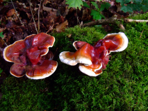 VARNEY Etienne Ganoderma lucidum couleur nature