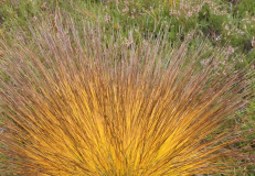 VARNEY Etienne Jonc couleur nature