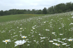 VARNEY Etienne Marguerites couleur nature
