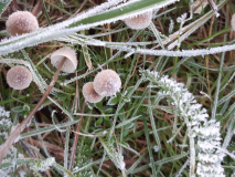 VARNEY-Etienne_Mycena-filopes
