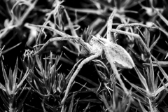 de CUSSY Bruno de Cussy Bruno-arachneide monochrome nature