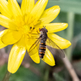 de CUSSY Bruno de Cussy Bruno-insecte couleur nature