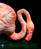 grandiere thomas flamant rose couleur nature