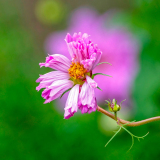 grandiere thomas fleur couleur nature