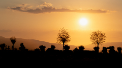 CHAPEL Martine, Silhouettes vegetales, couleur, paysage