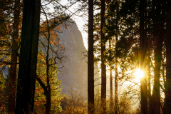 CHAPEL Martine, Yosemite - sous-bois, couleur, paysage