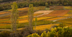 DUBIEF-Monique-Vignes-en-automne